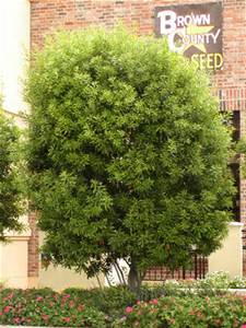 Wax Myrtle – Grand Prairie Mountain Creek HOA, Inc.